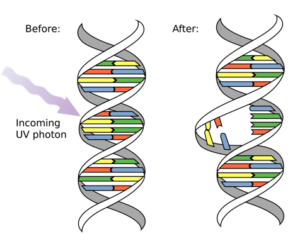 Induced Mutation