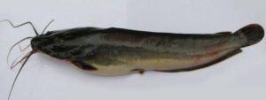 Assessment of the sub-lethal effects of Sarosate ® on the liver and gills of Clarias gariepinus juveniles (Burchell, 1822)