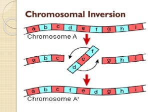 Chromosomal Inversion: A subset of chromosomal mutation