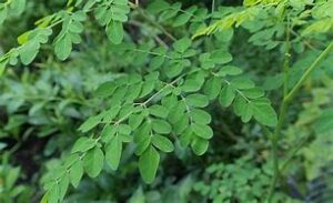 Evaluation of the Influence of Geographical Location on Phytochemical Composition of Moringa oleifera Seeds