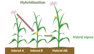 HYBRIDIZATION IN LIVING ORGANISMS