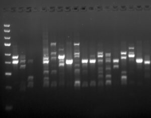 CHARACTERIZATION OF EBONYI STATE UNIVERSITY ABAKALIKI Musa GERMPLASM USING FOUR POLYMORPHIC MARKERS