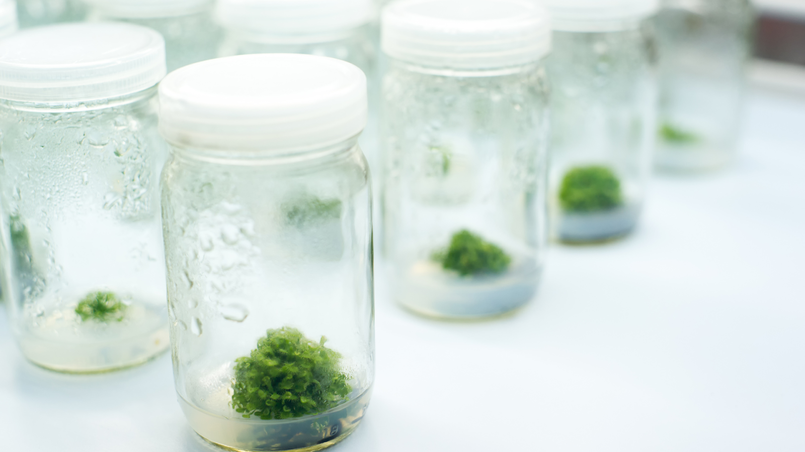 THE POTENTIAL OF TISSUE CULTURE TECHNIQUE IN NIGERIA