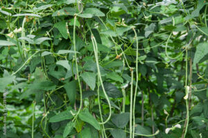 COWPEA SEEDS